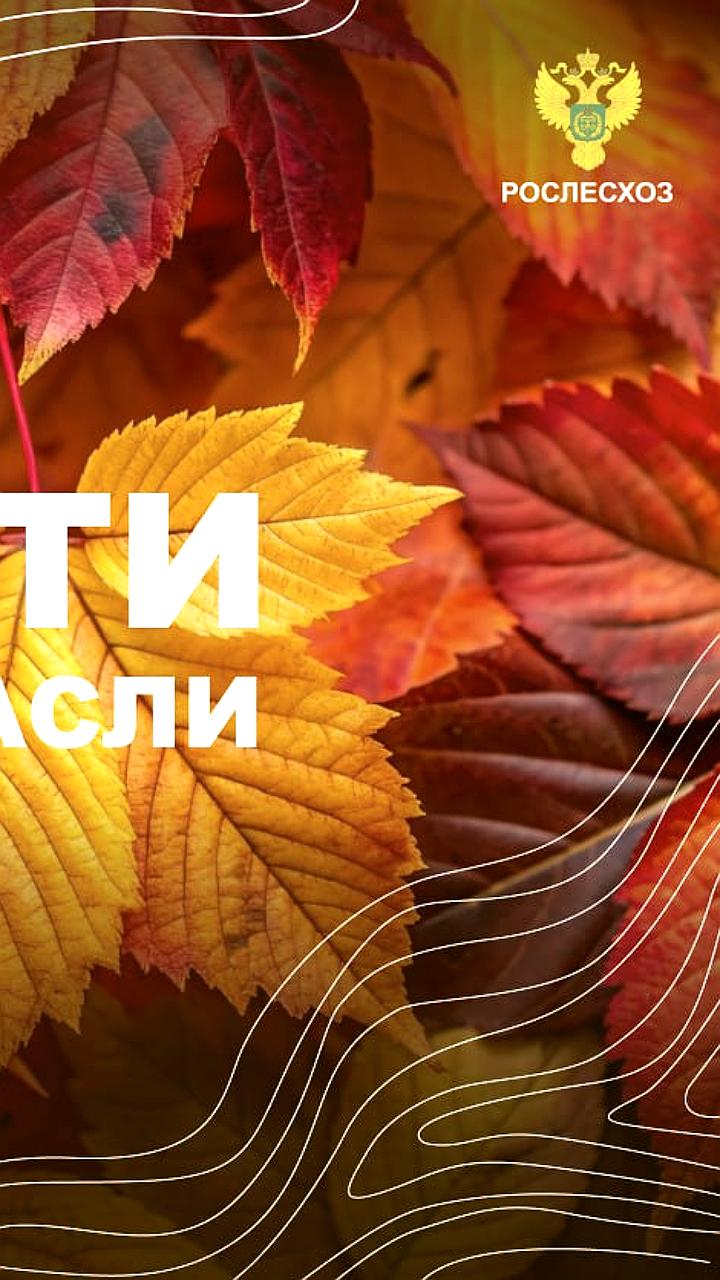 Рослесхоз объявил о финансировании для борьбы с лесными пожарами