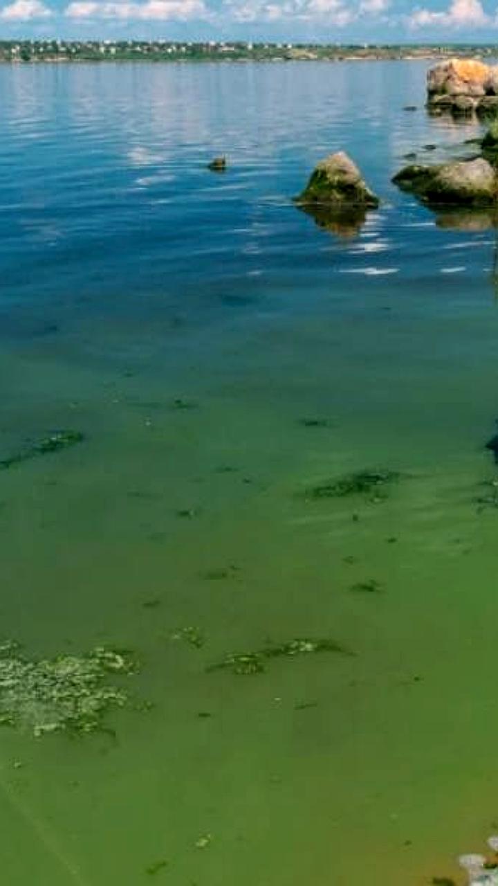 Ученые обнаружили токсичные цианобактерии в московских водоемах