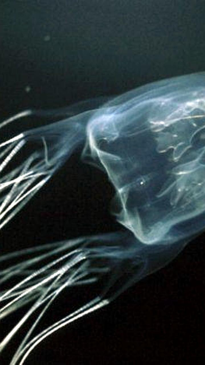 Двухлетний мальчик из России скончался в Малайзии после укуса кубомедузы