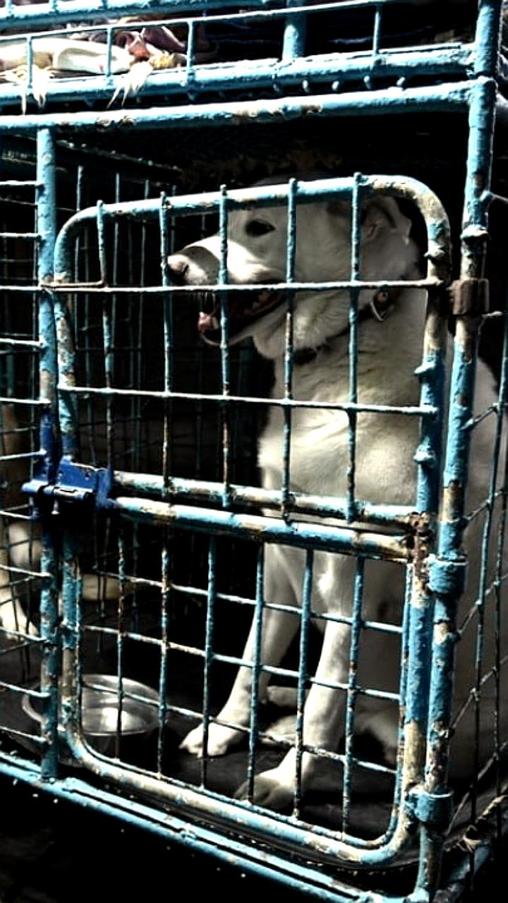 Депутаты края обсуждают законопроект об обращении с безнадзорными животными