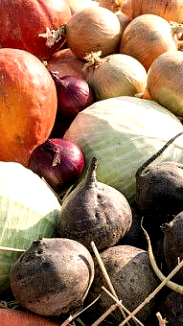 Запорожская область объявила о начале приема заявок на субсидии для переработчиков и аграриев