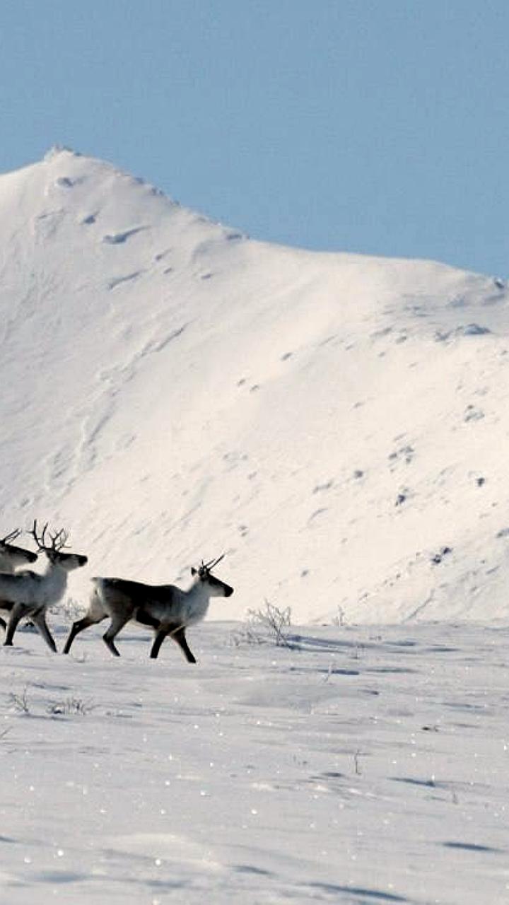 Северные олени Камчатки начали миграцию в горы для зимовки
