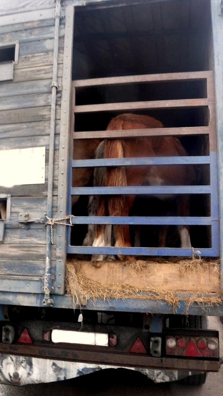 Алтайская таможня предотвратила незаконный вывоз животных в Казахстан
