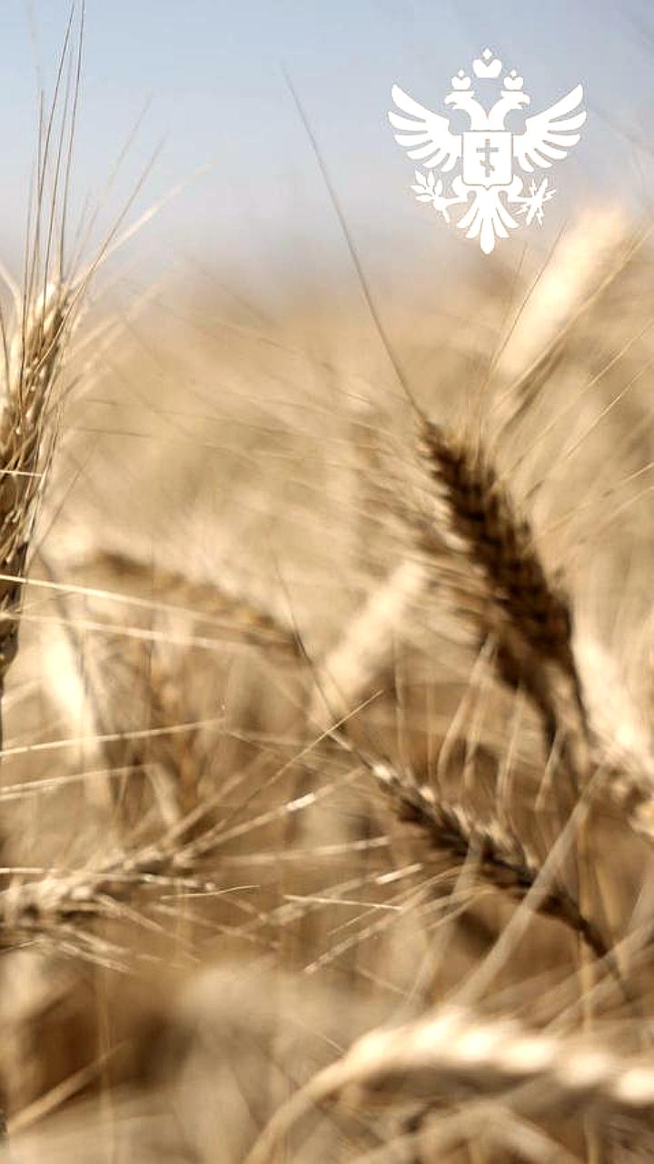 Аграрии Херсонской области собрали 1,2 млн тонн зерна, обеспечив продовольственную безопасность региона