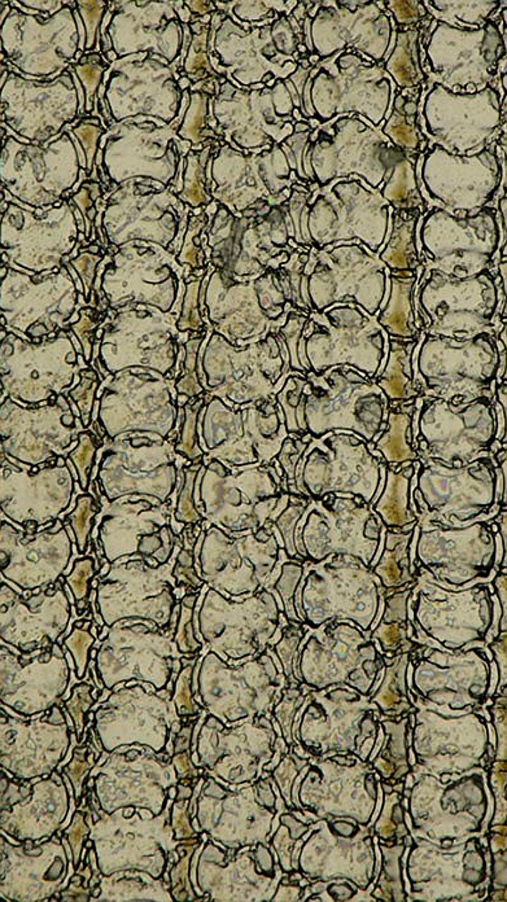 iFixit раскрывает тайны 3D-печати USB-C порта для iPhone Air