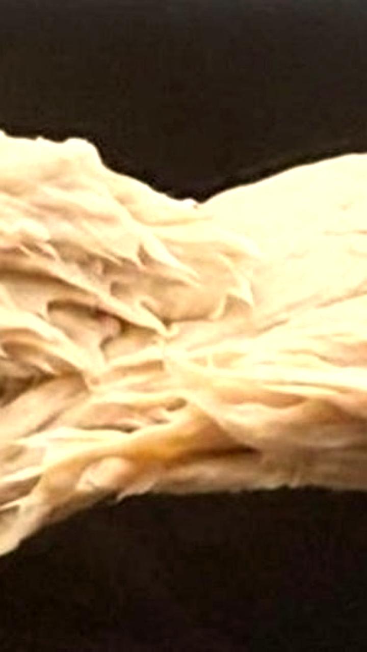 Китайские ученые разработали гриб, способный заменить мясо