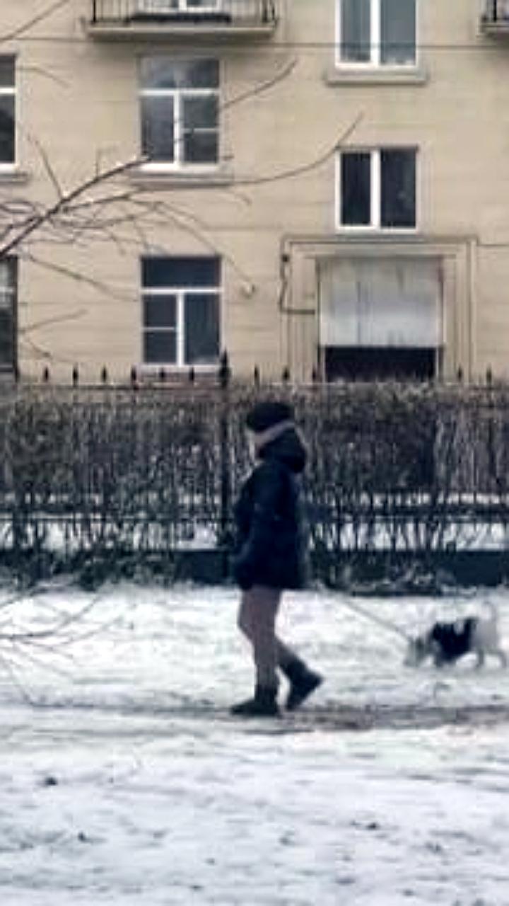 Владелицы собак оштрафованы за нарушение правил выгула в России