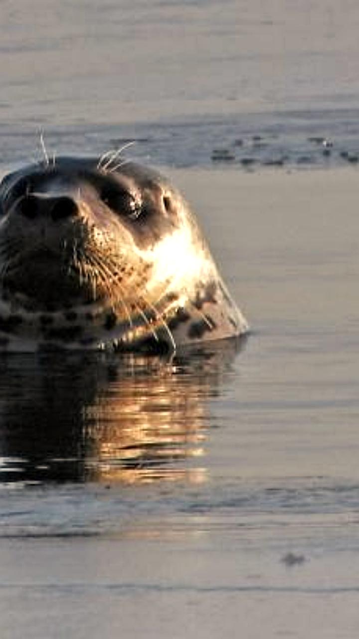 В Териберке спасают раненого тюленя с помощью местных жителей и бизнеса