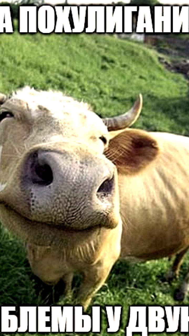 Несчастный случай на производстве: компания выплатила 250 тысяч рублей после инцидента с теленком