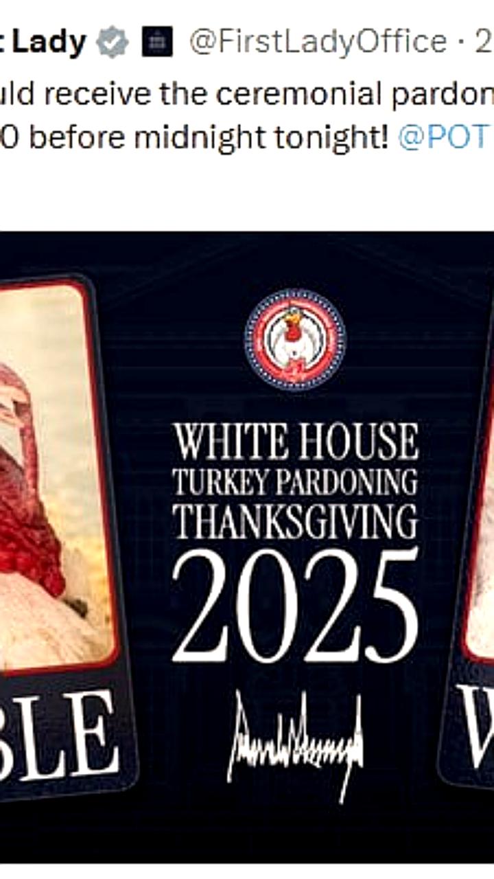 В США выбирают индейку для помилования на День Благодарения