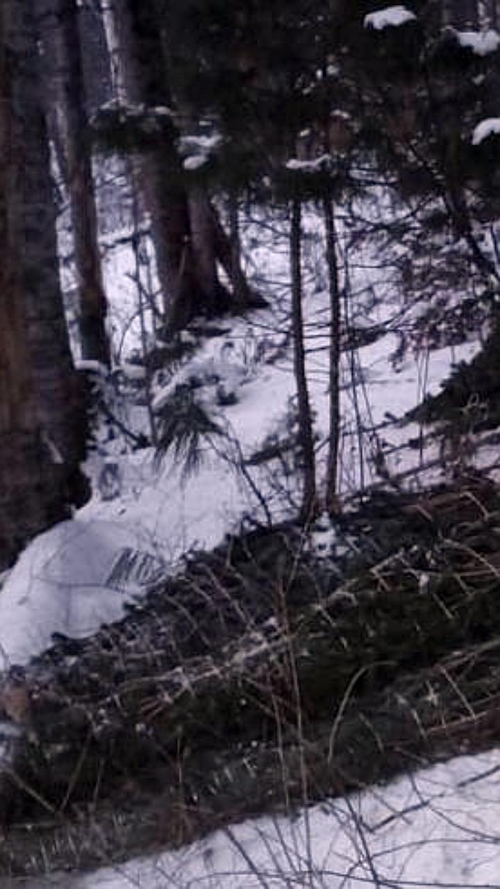 В Приморье задержаны нарушители за незаконную рубку 200 ёлок