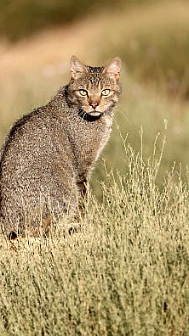 Новая Зеландия планирует избавиться от 2,5 миллионов диких кошек к 2050 году