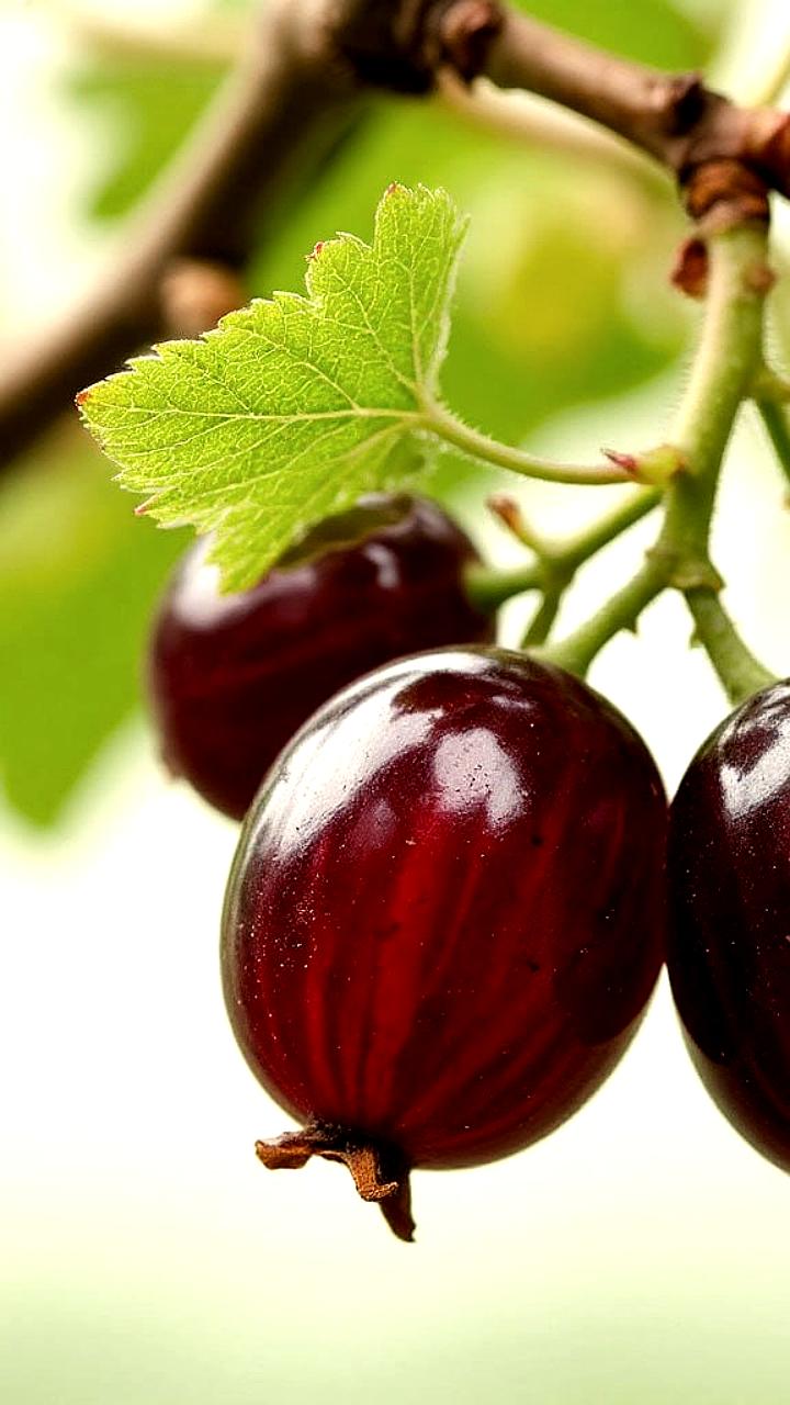 В Бурятии выведен новый сорт черной смородины "Байкальское чудо" с высоким содержанием витамина C