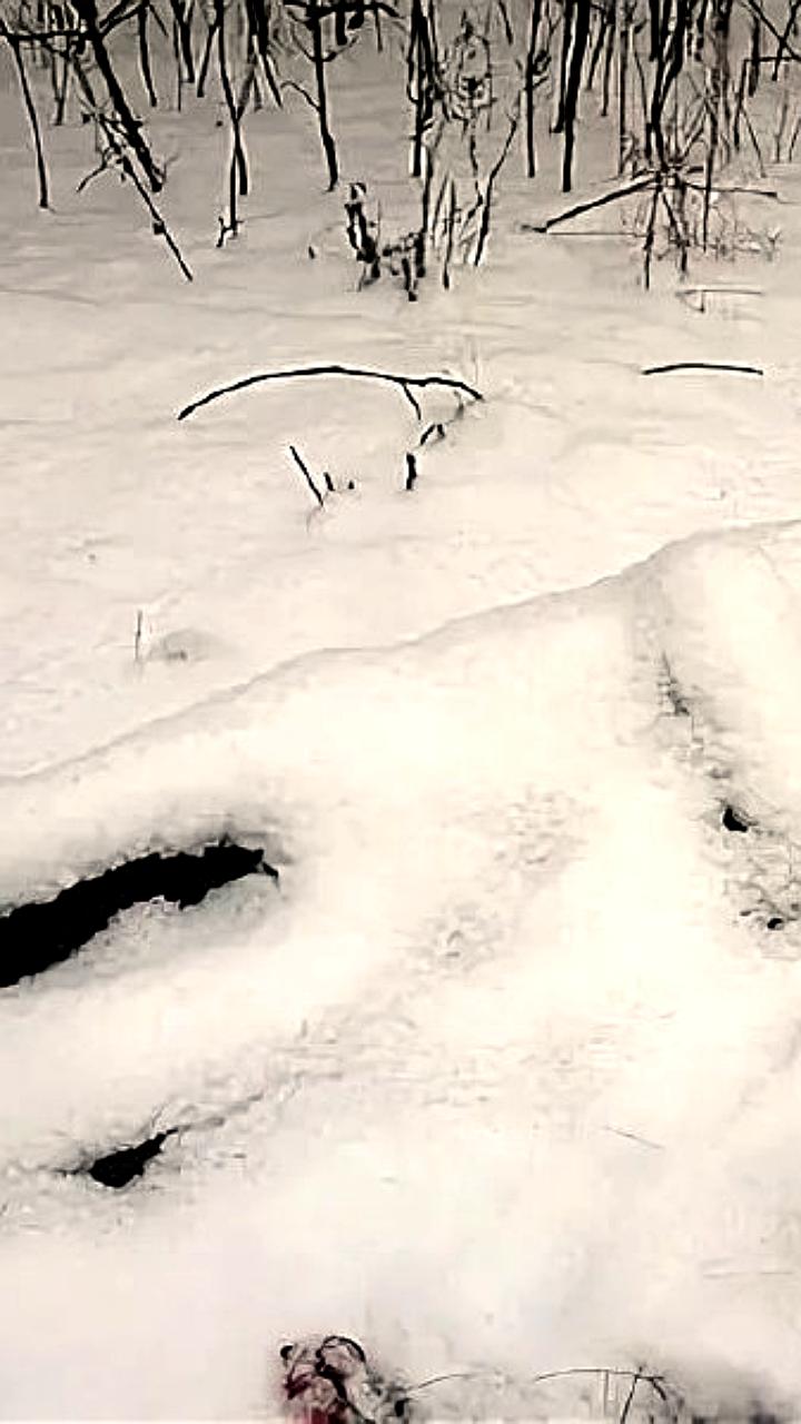 В Бийске найдено тело пропавшего мужчины с признаками нападения животных