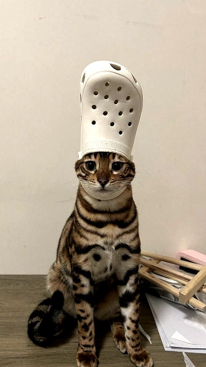 Жители Подмосковья выбирают необычные имена для домашних животных