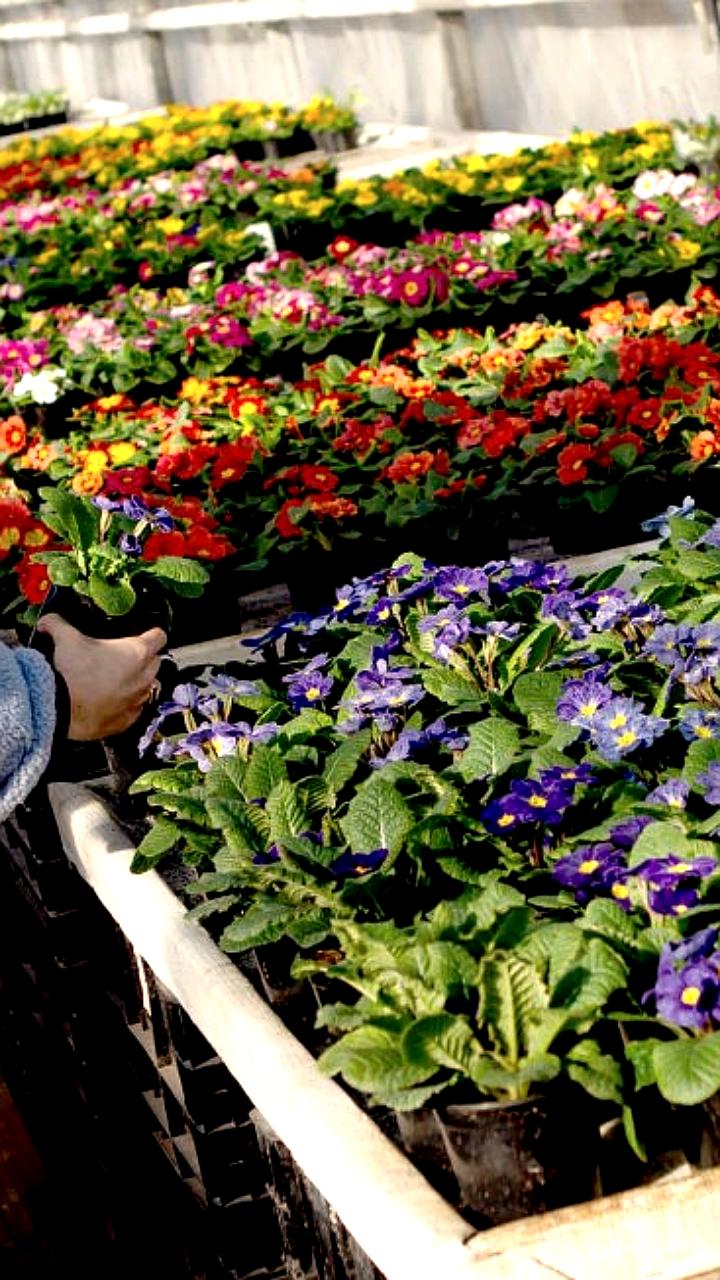 Российский цветочный рынок адаптируется к новым санкциям и наращивает импорт из других стран