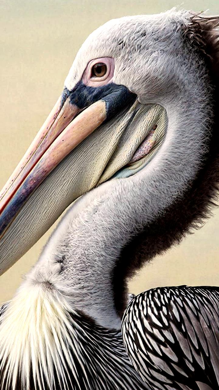 Рекордное количество серых цапель зафиксировано в Водлозерском парке