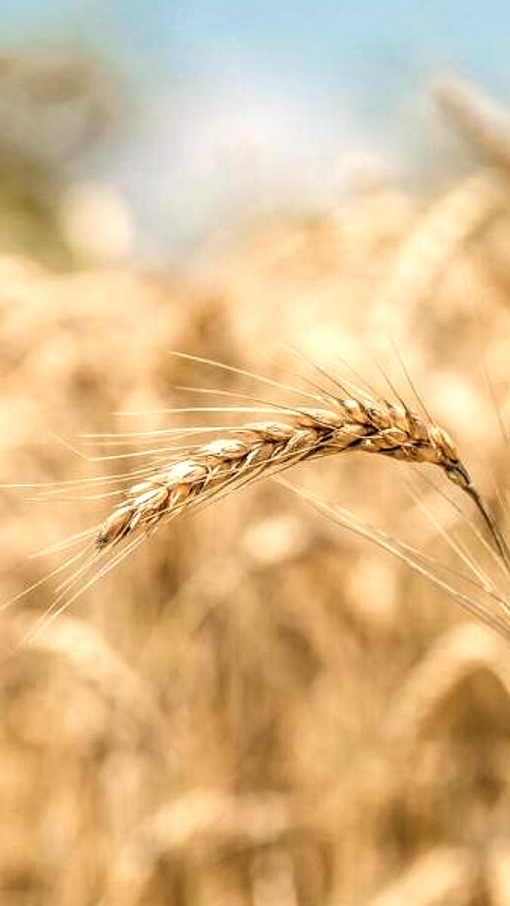 Цены на российскую пшеницу стабилизировались на фоне высоких урожаев в Аргентине и Австралии