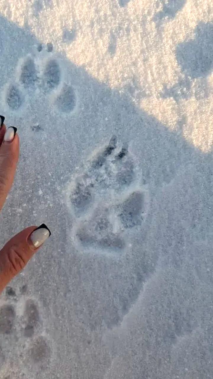 Неудачная охота волка и спасение рыси в Приамурье