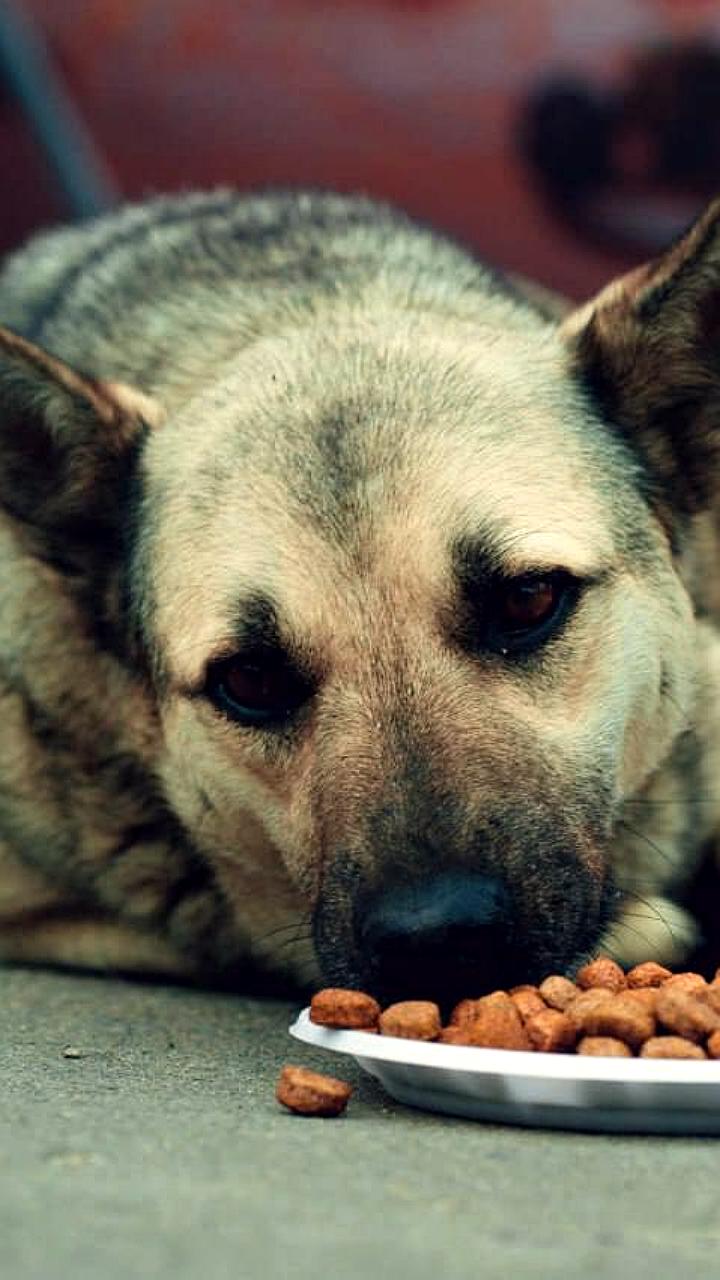 Губернатор Джакарты вводит запрет на продажу мяса кошек, собак и летучих мышей для повышения санитарной безопасности