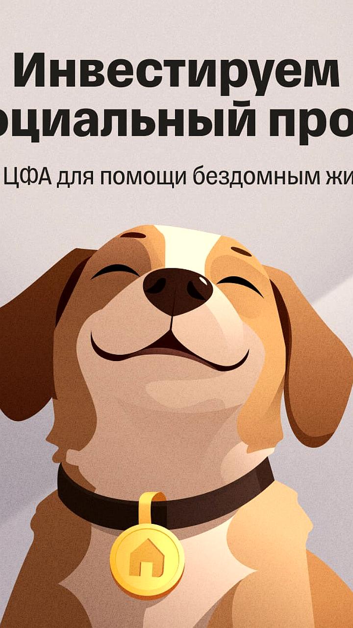 Запуск благотворительного ЦФА для помощи бездомным животным в Пензе