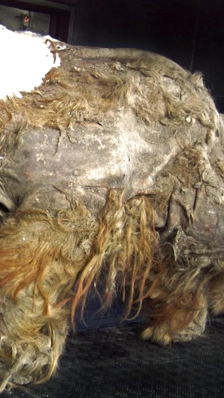 Учёные раскрыли тайны мамонтёнка Юки благодаря древней РНК