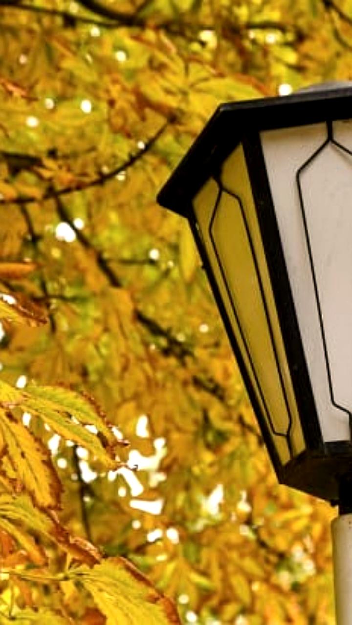 В Волгограде завершено благоустройство сквера Руднева, а в Москве устанавливают новогоднюю ель