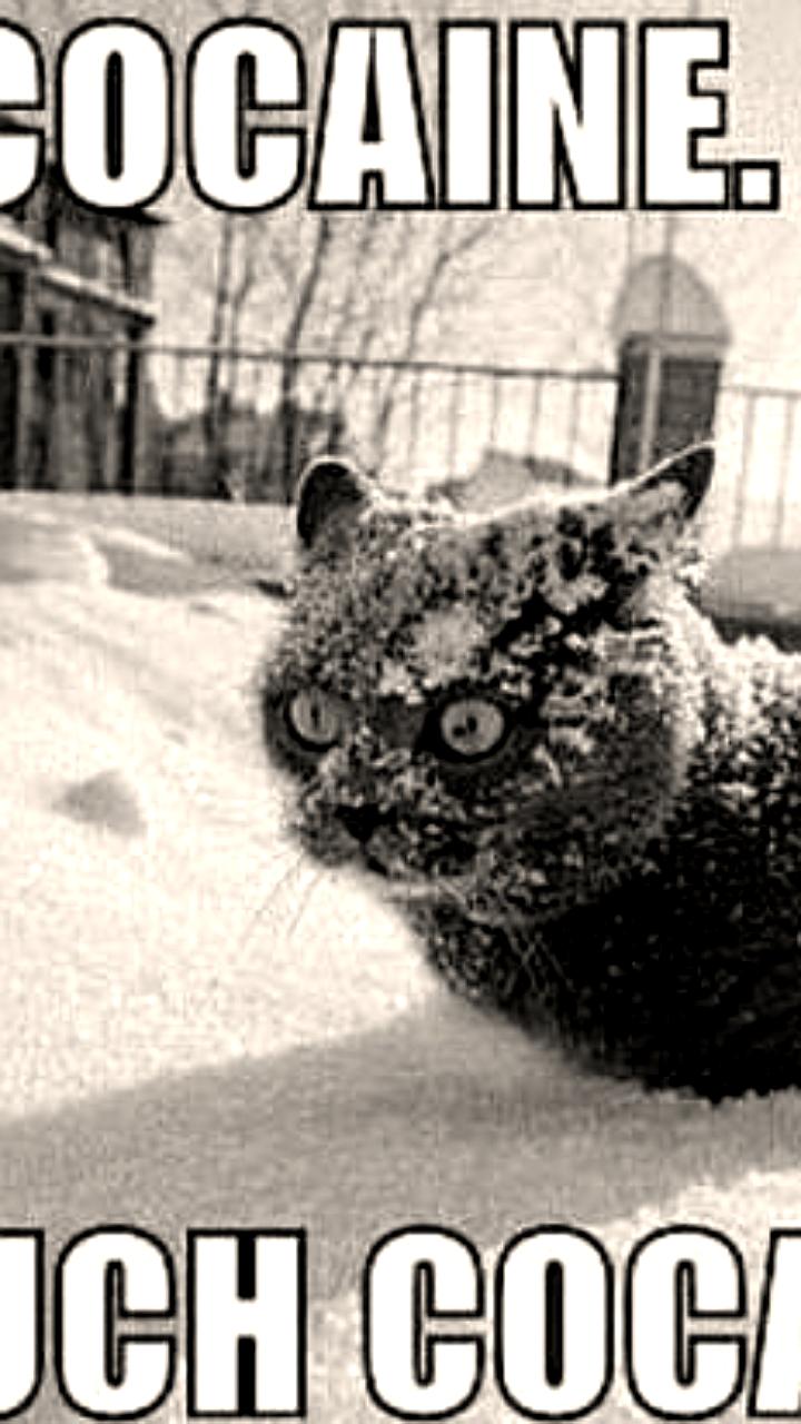 Снижение цен и рост чистоты кокаина в Германии на фоне мира в Колумбии