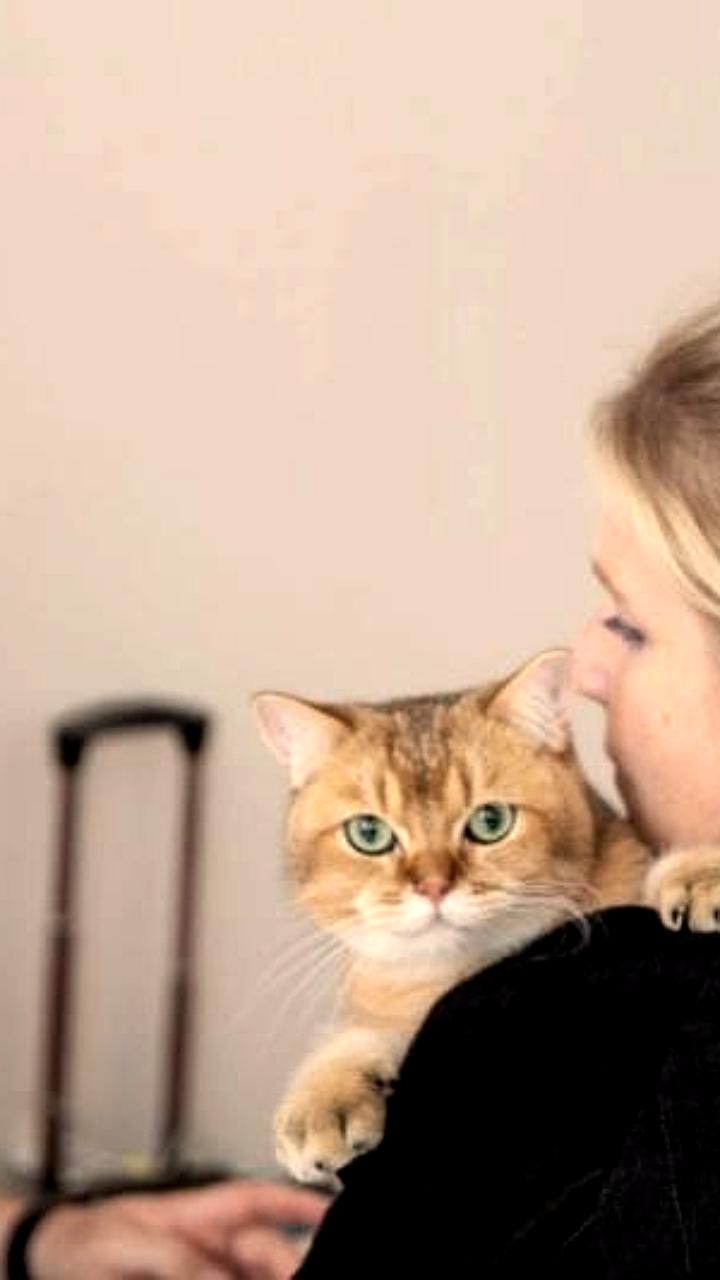 Обязательная регистрация домашних животных: готовность жителей Хабаровского края и Приморья