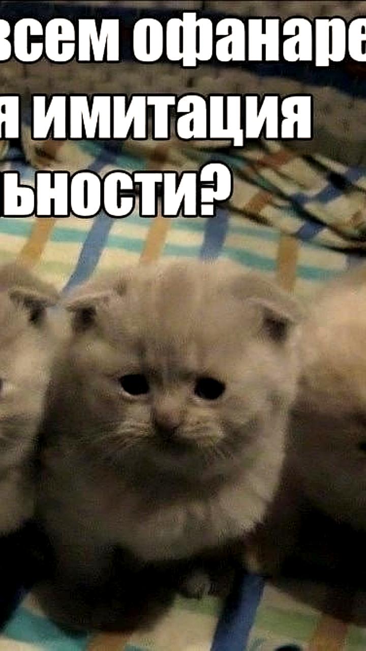 В Татарстане предложили ограничить количество домашних животных в квартирах