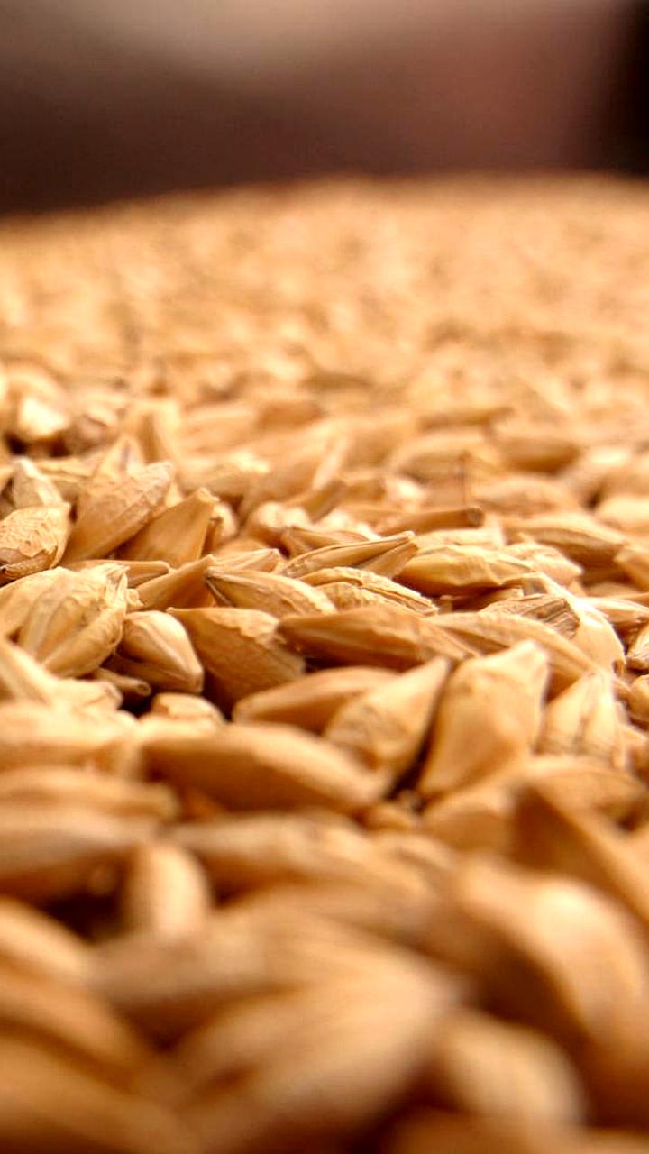 Рекордный урожай сои и кукурузы в Приморье и Тамбовской области