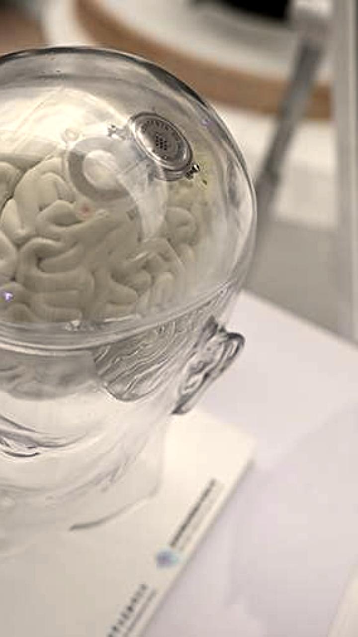 Создана синтетическая модель человеческого мозга без использования животных материалов