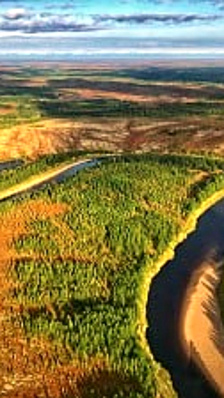 Роснефть и Восточно Сибирская нефтегазовая компания восстанавливают леса Сибири