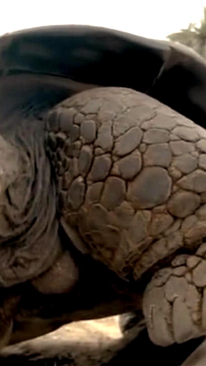 Умерла галапагосская черепаха Грамма, пережившая две мировые войны и 20 президентов США