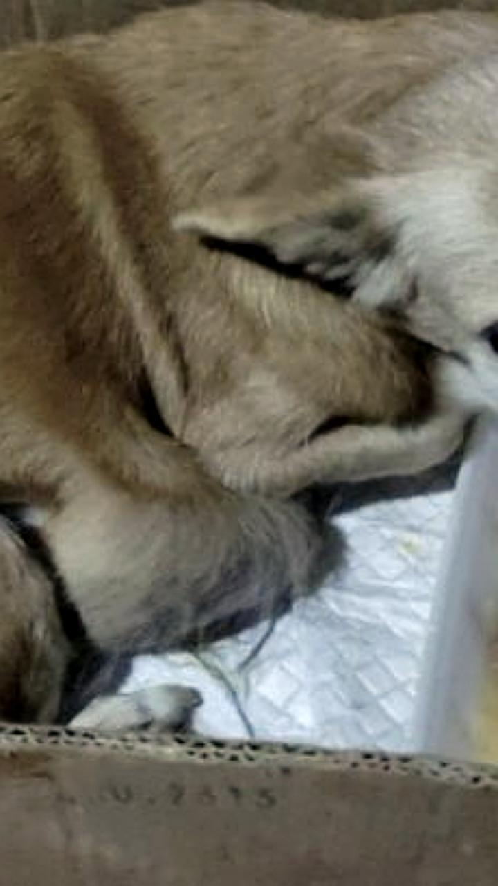 Спасение собаки из мазутного углубления в Подмосковье