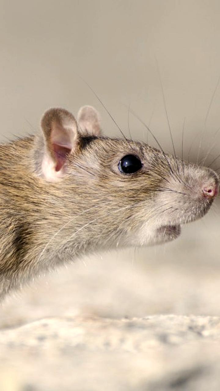 В Красноярске пройдет массовая дератизация с 3 по 5 декабря