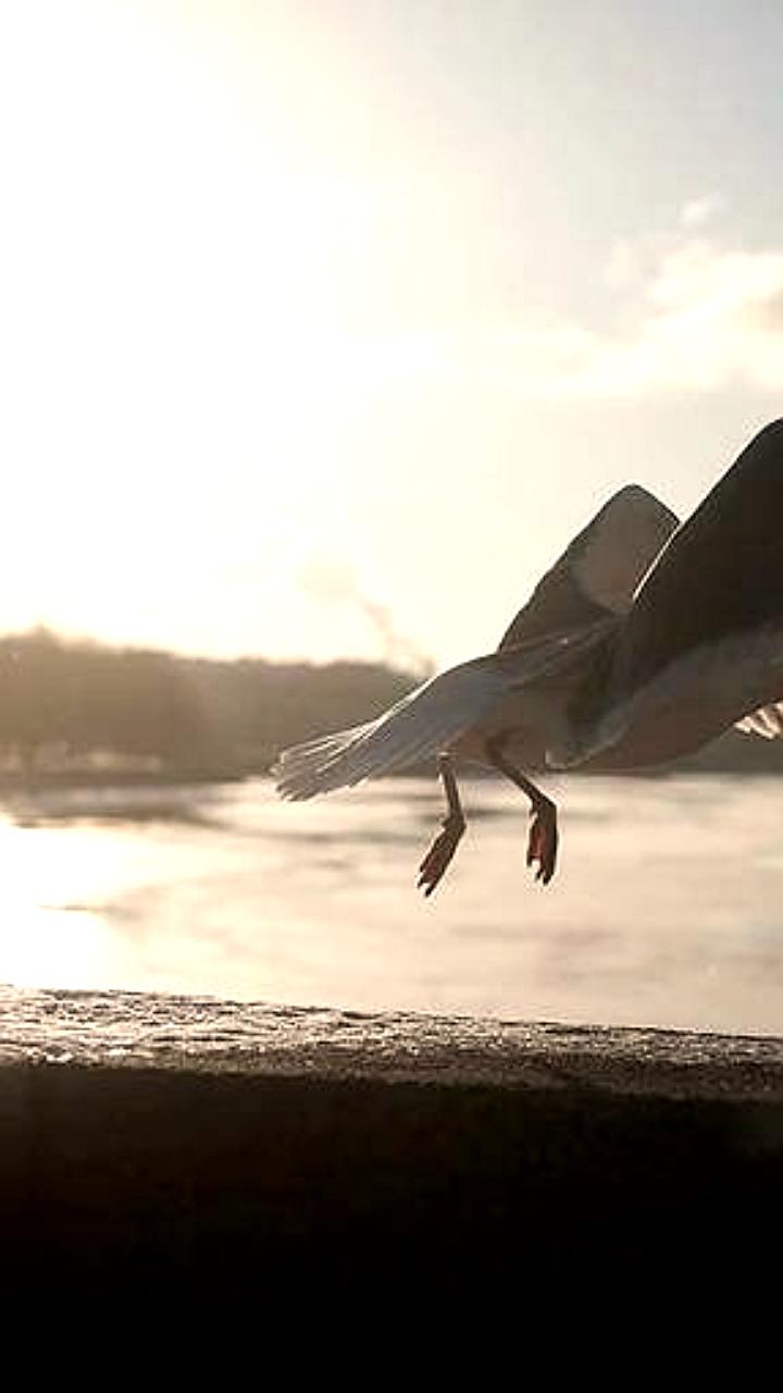 Уровень воды в Неве повышается на фоне юго-западного ветра в Петербурге