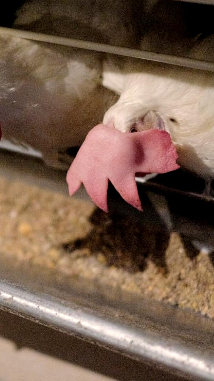 Эксперты предупреждают о возможной пандемии птичьего гриппа, угрожающей человечеству