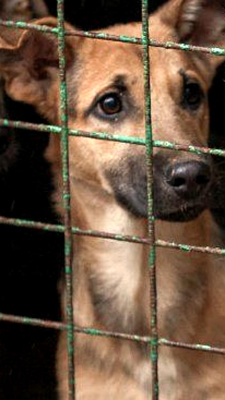 Авито запускает бесплатную верификацию для фондов и зооволонтёров