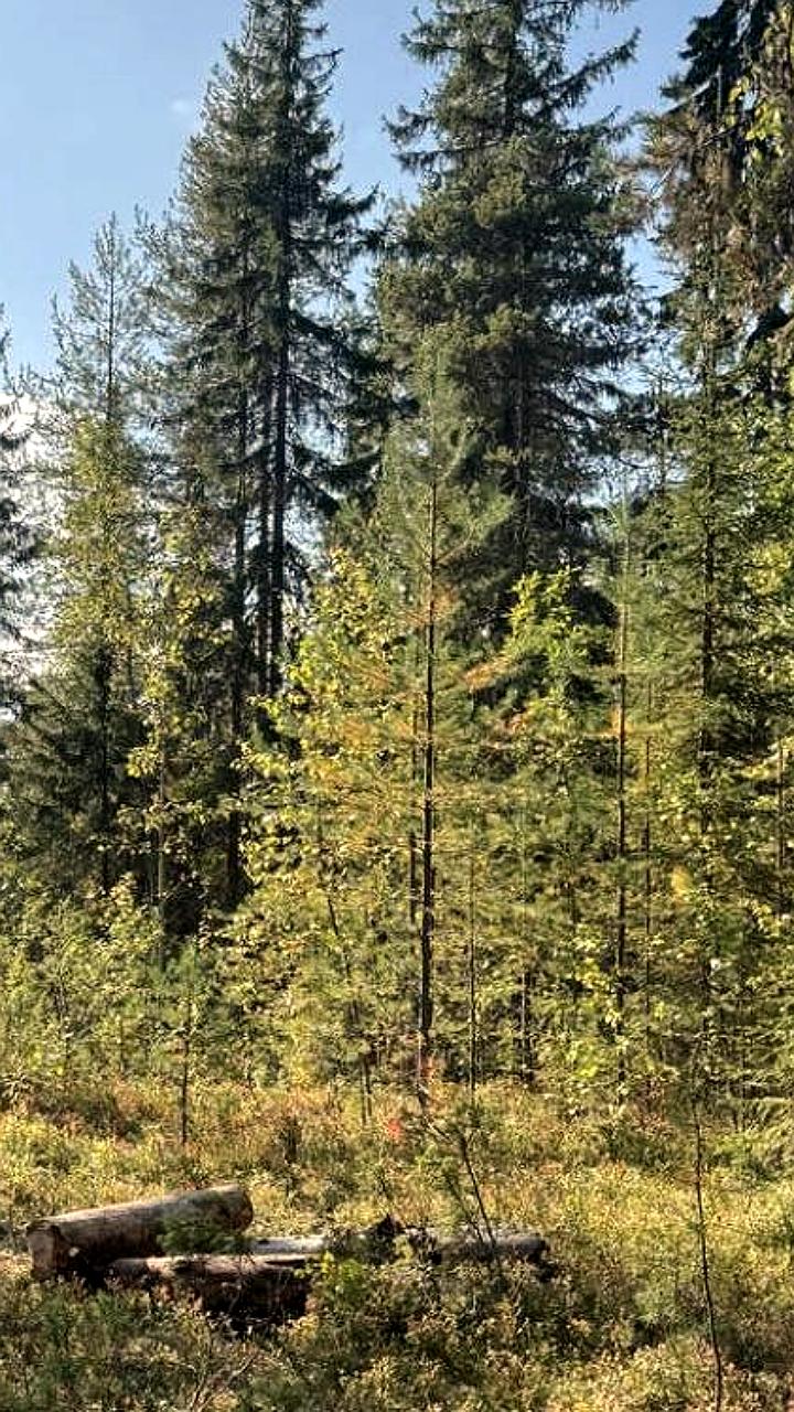 Счетная палата оценивает эффективность приоритетных инвестпроектов в лесном комплексе России