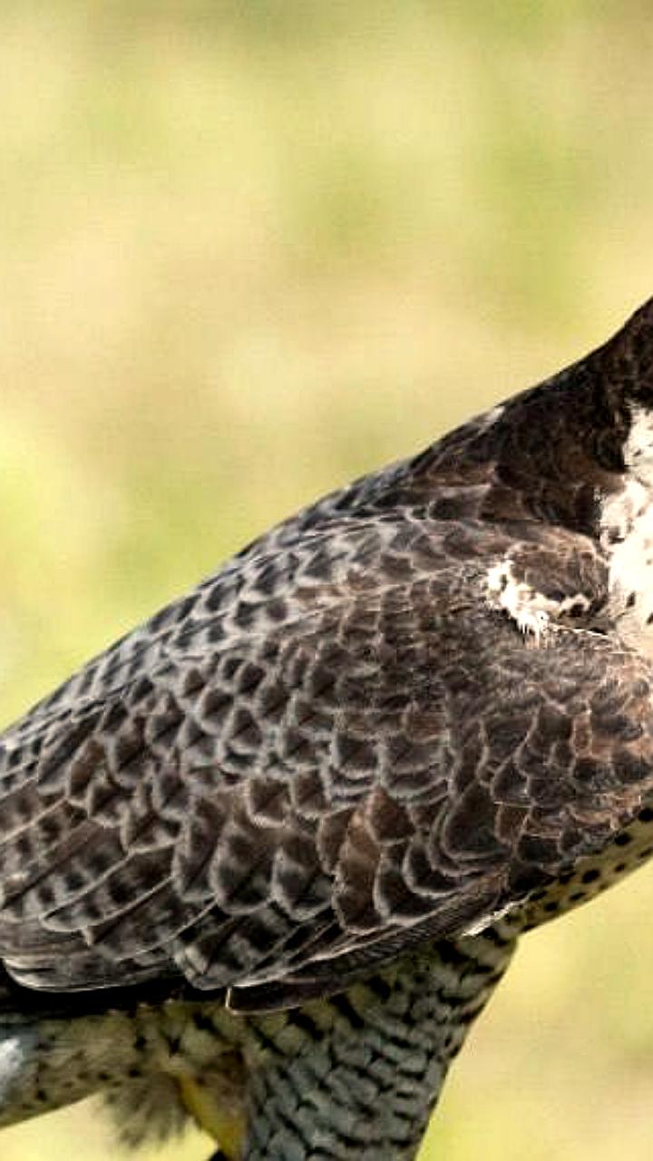 В Лосином острове обнаружены редкие виды животных и растений