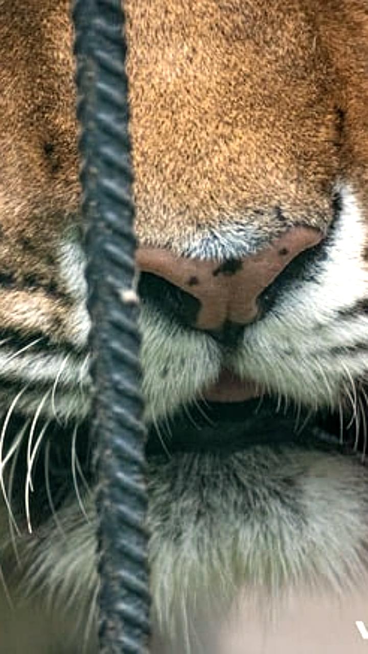 Амурский тигр напал на барана в Приморье, охотнадзор ищет хищника