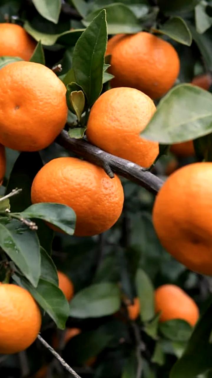 Цена мандаринов на Новый год снизилась на 15% до 187 рублей за килограмм