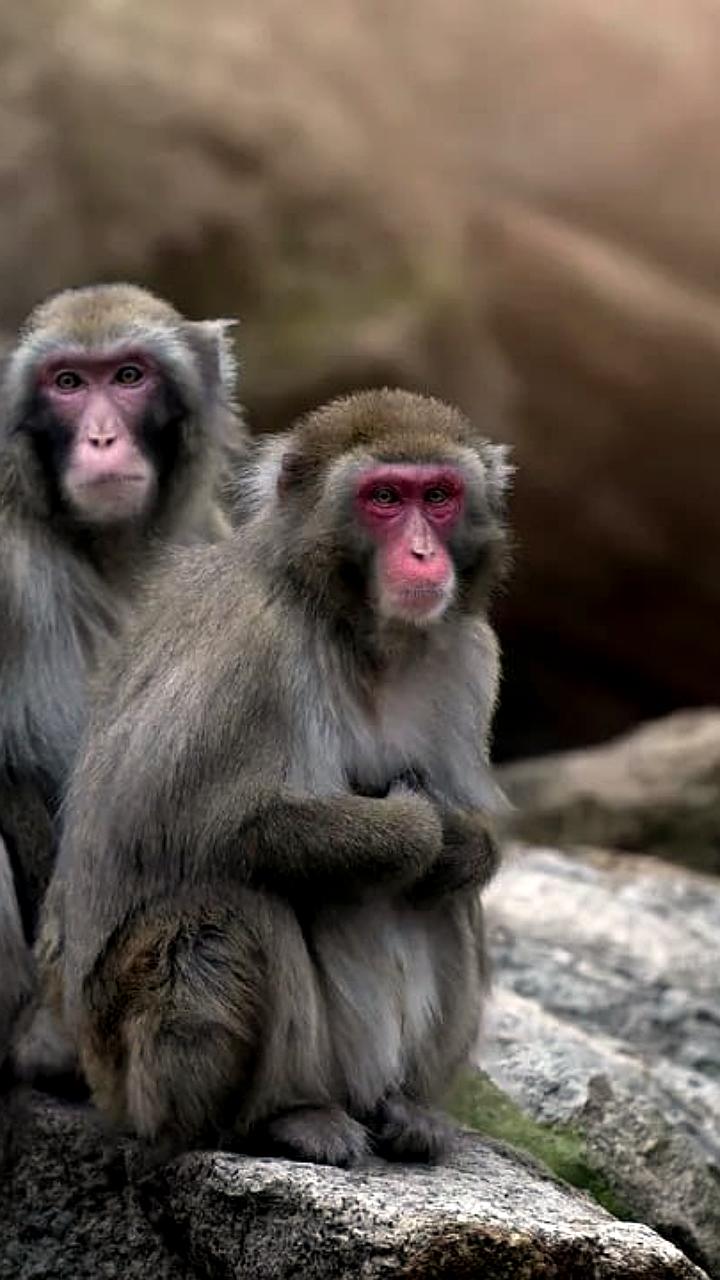 Итальянский зоопарк передал 24 японских макак в донской зоопарк