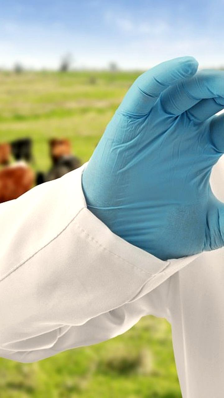 Россия усиливает ветеринарную безопасность и продлевает параллельный импорт