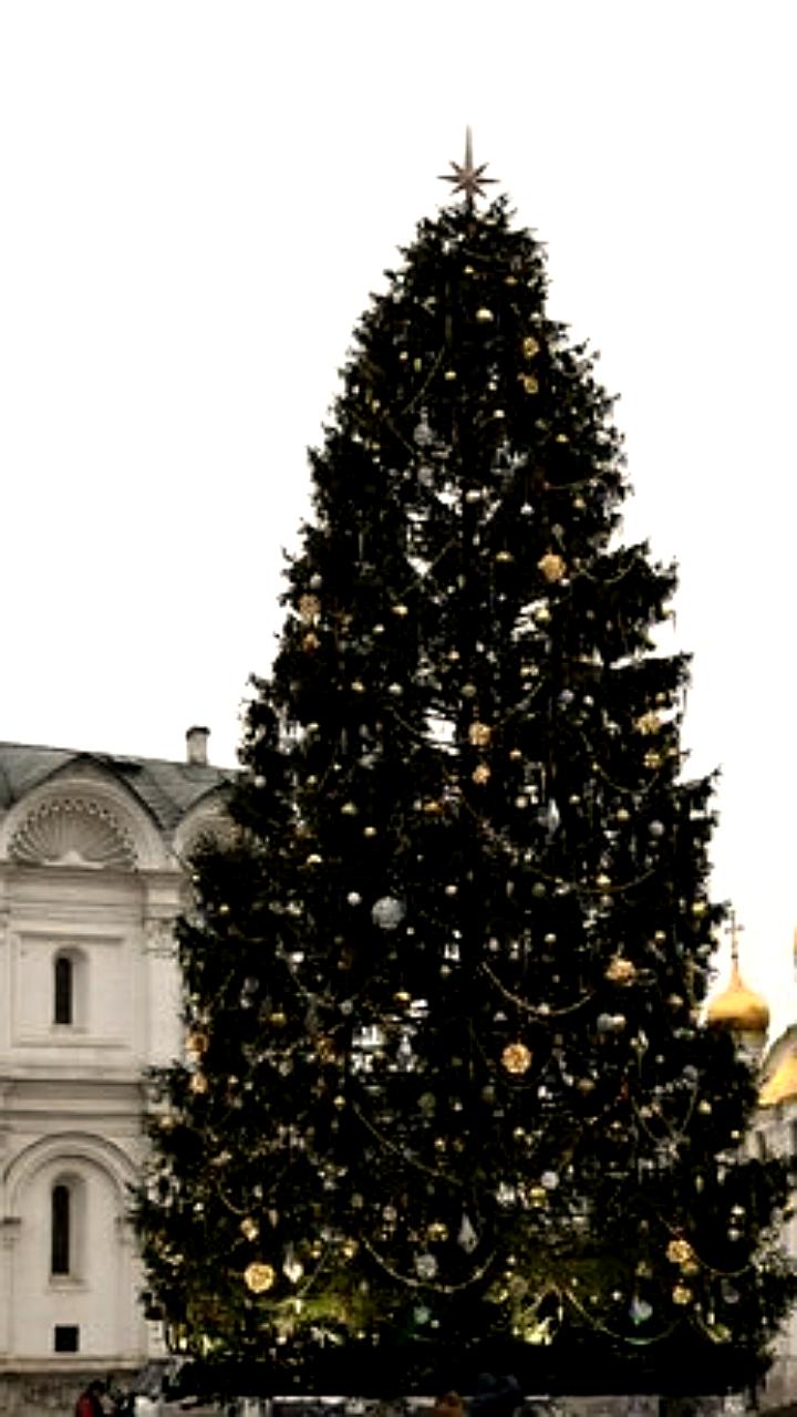 Главная елка страны прибудет в Кремль 10 декабря