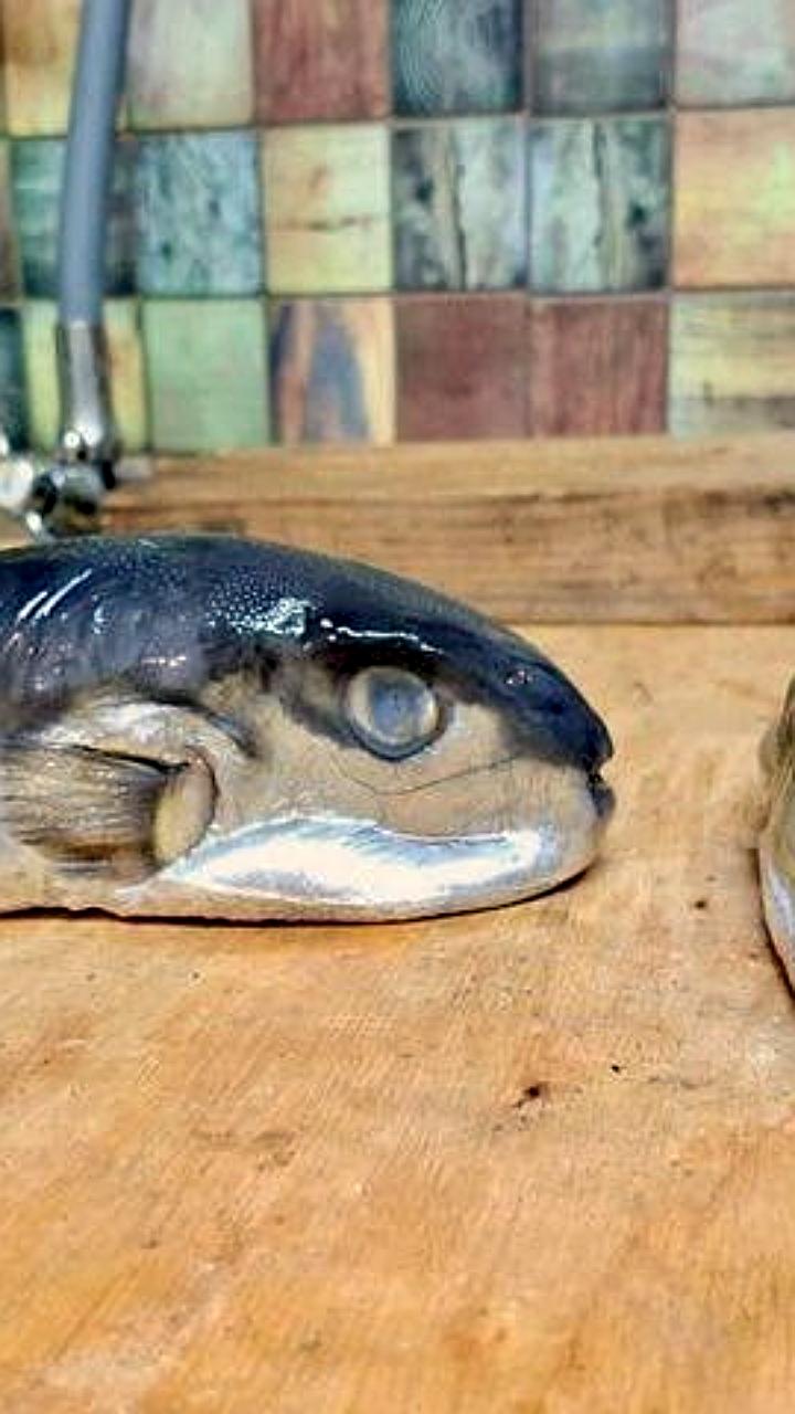 Покупатель в Тихорецке избежал отравления, купив вместо скумбрии иглобрюха