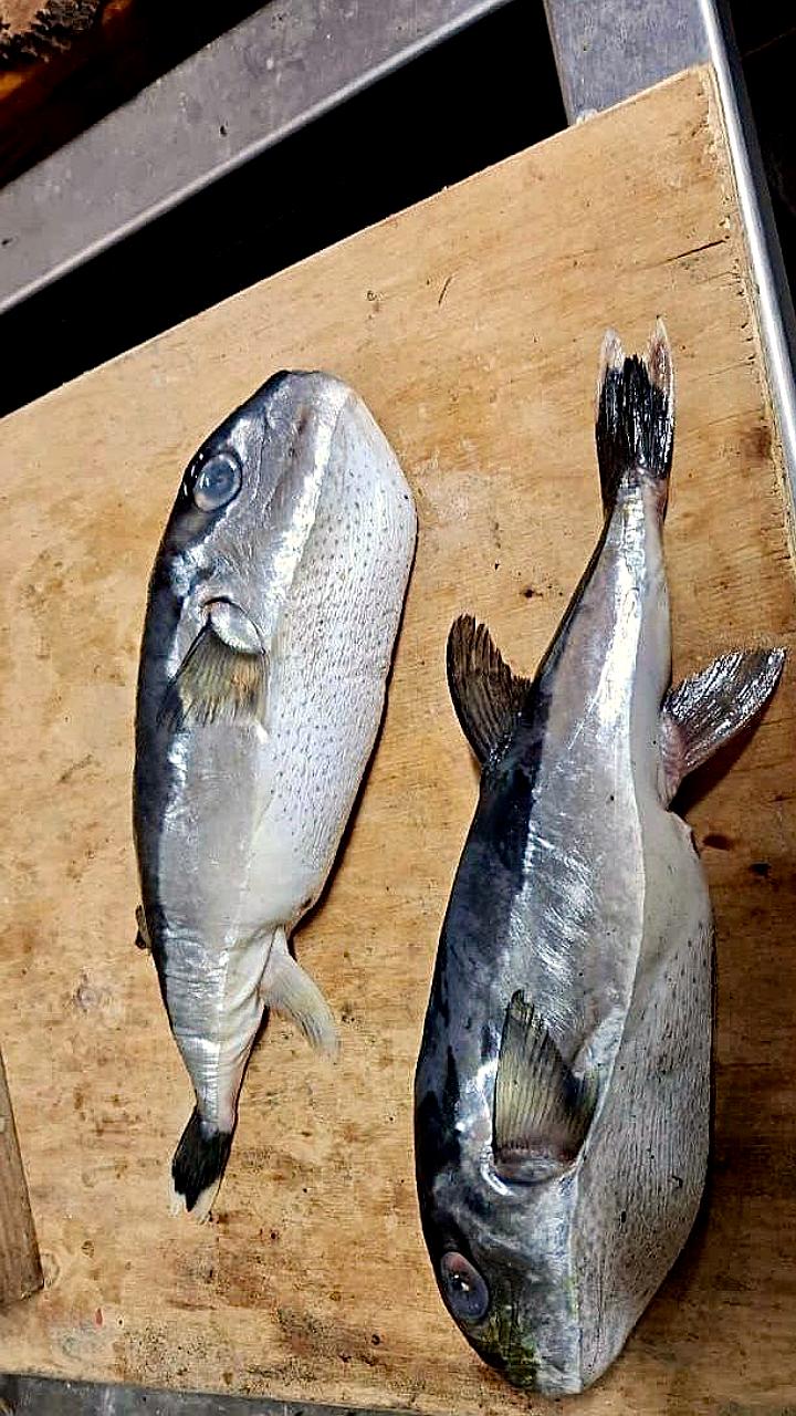 Покупка рыбы в Тихорецке обернулась проверкой прокуратуры из-за опасного товара