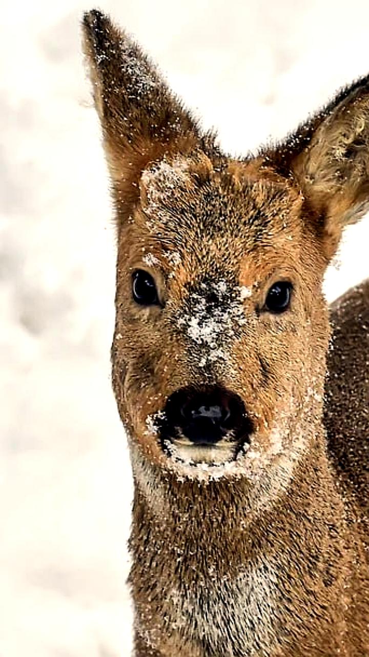 В Самарской области обновлена Красная книга: новые охраняемые виды и изменения в статусе