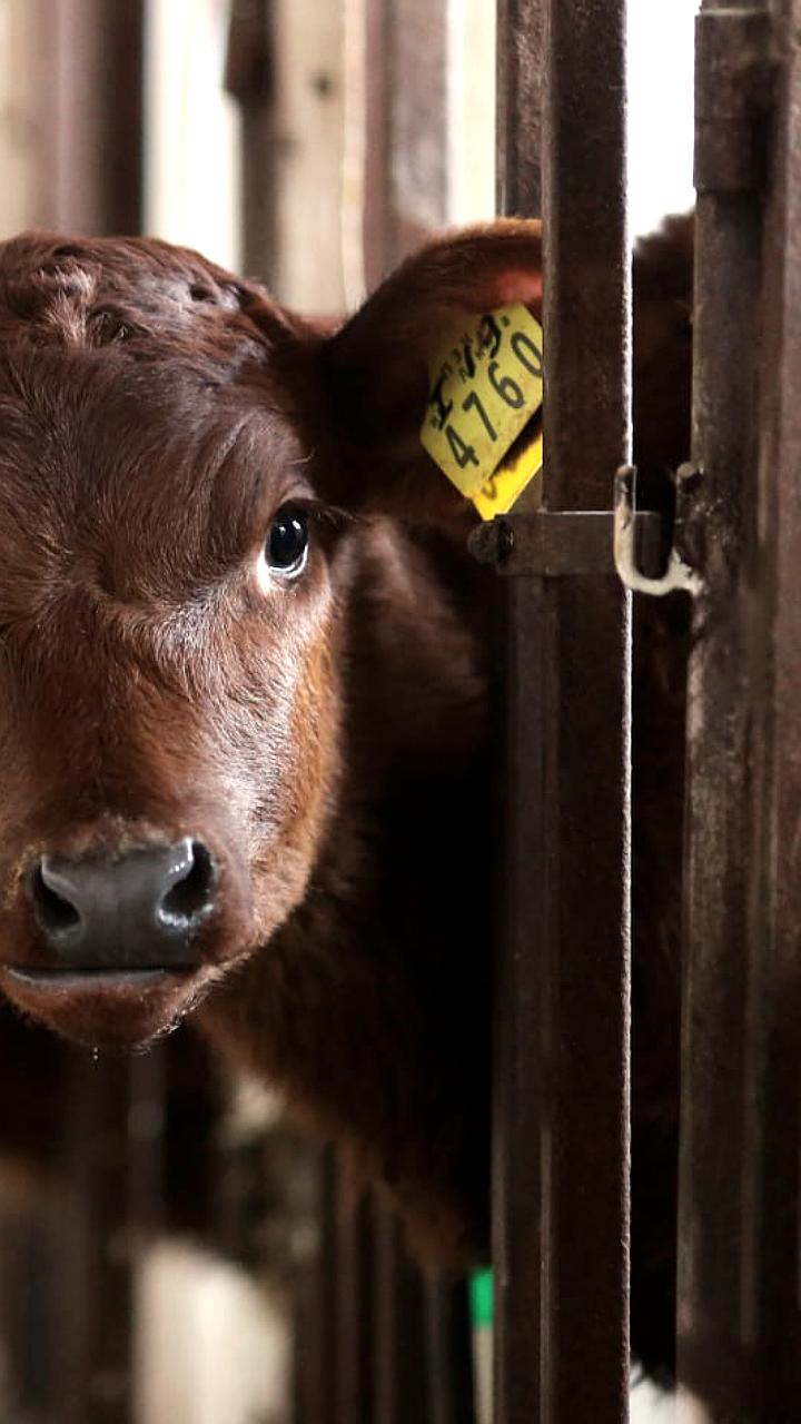 Рязанская область получит почти 3 миллиона рублей на развитие племенного животноводства